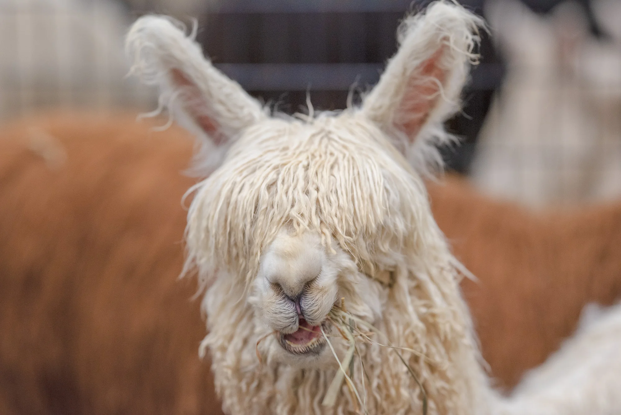 beautiful people◇alpaca shaggyv neck cardigan/カーディガン(厚手